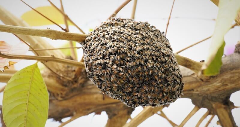 Bee Ball in tree branch