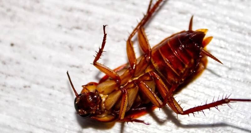 dead roach on ground