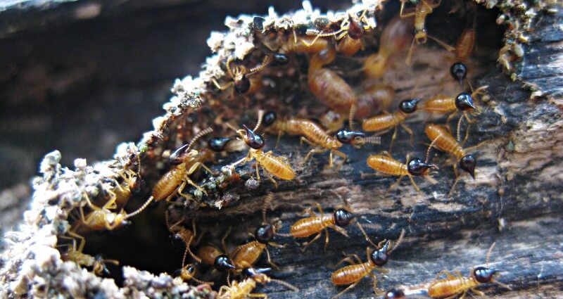 Termites in damaged wood