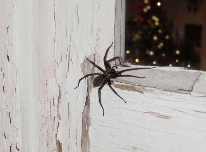 spider on basement window