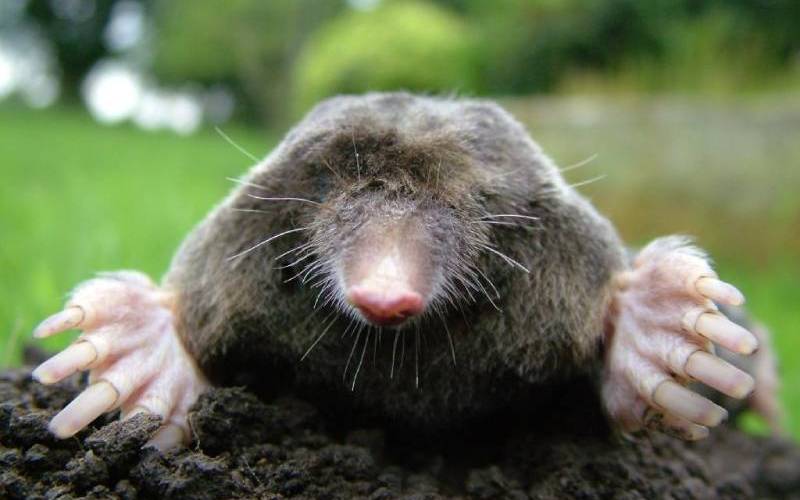 Mole popping head out of ground